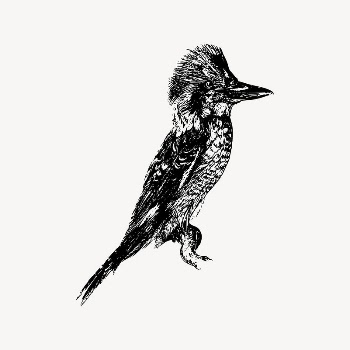 Laughing jackass bird collage element/drawing/clipart, | Free Vector Illustration - rawpixel