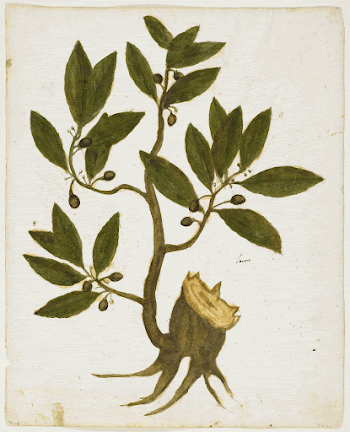 Laurel Tree (Laurus nobilis). Original | Free Photo - rawpixel