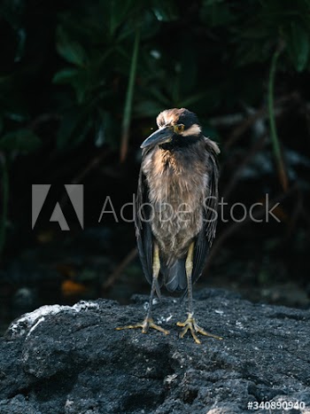 Lava Heron bird