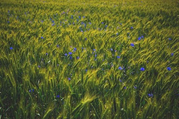 Lavander Flower