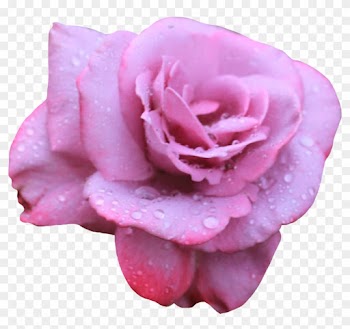 Lavendar Rose 02 Png By Thy Darkest Hour - Dark Pink Rose Png