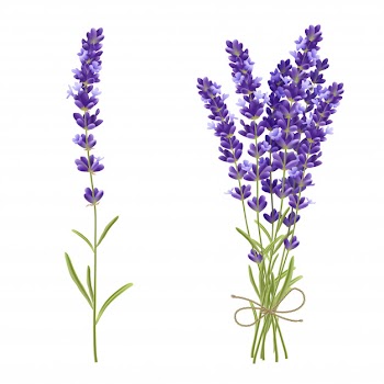Lavender bouquet realistic illustration Free Vector