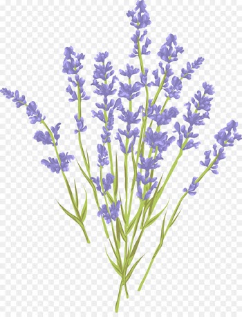 Lavender Euclidean vector Royalty-free Illustration - Lavender Bouquet 
