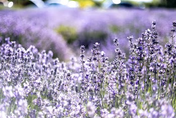 Lavender Field