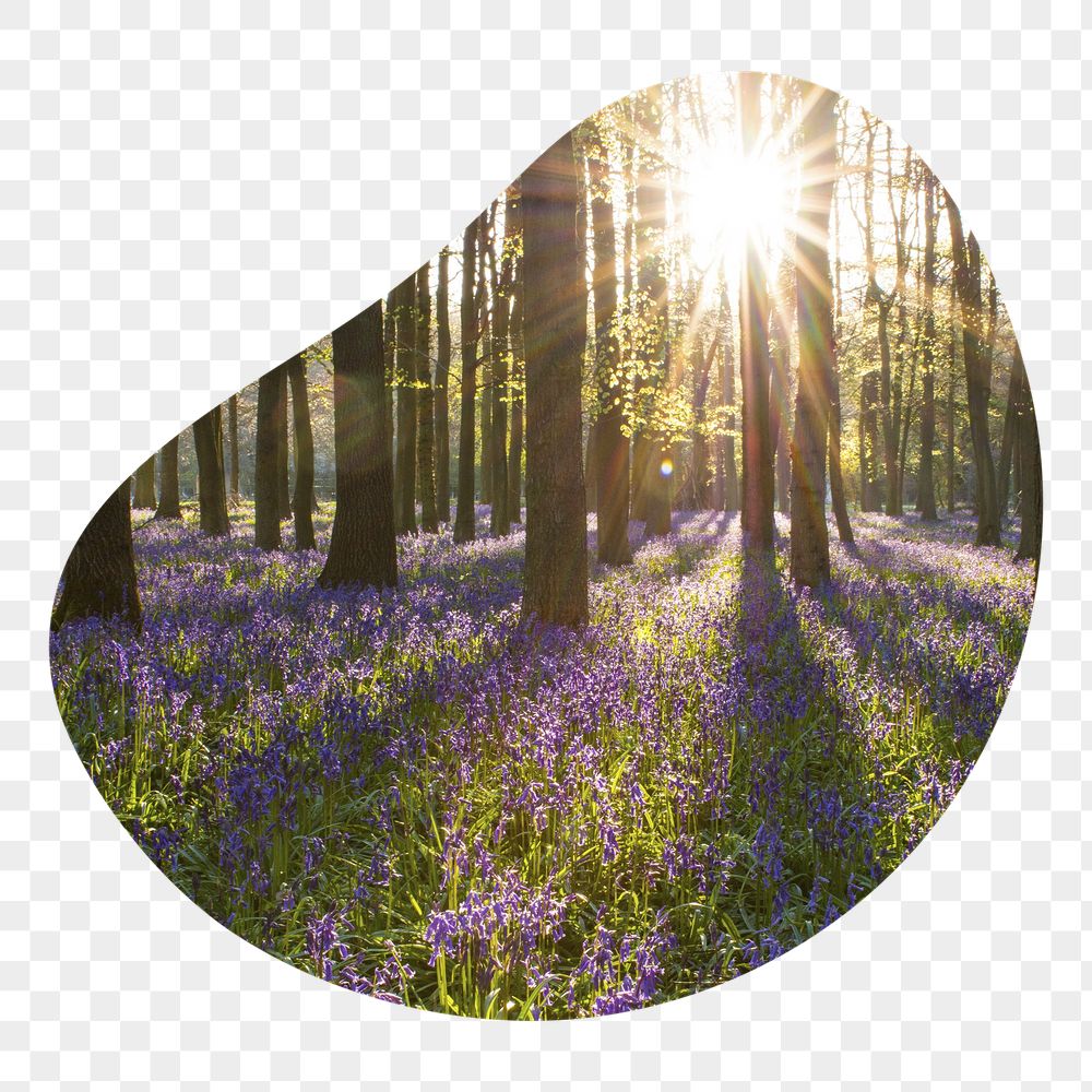 Lavender field png badge sticker, | Free PNG - rawpixel