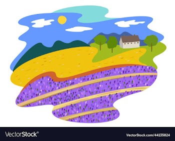 lavender field summer bright landscape isolated