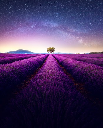 Lavender Field Under Gray and Blue Skies at Night
