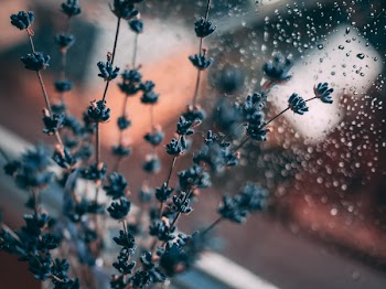 Lavender Flower Beside Window