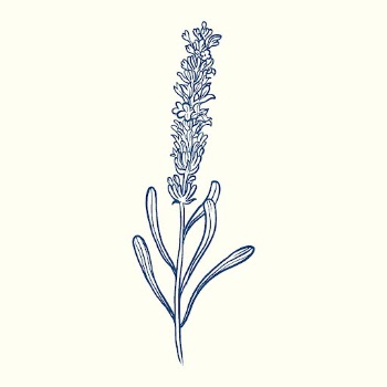 Lavender flower collage element, blue | Free PSD Illustration - rawpixel