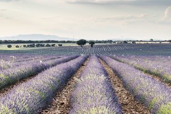 Lavender Flower Field