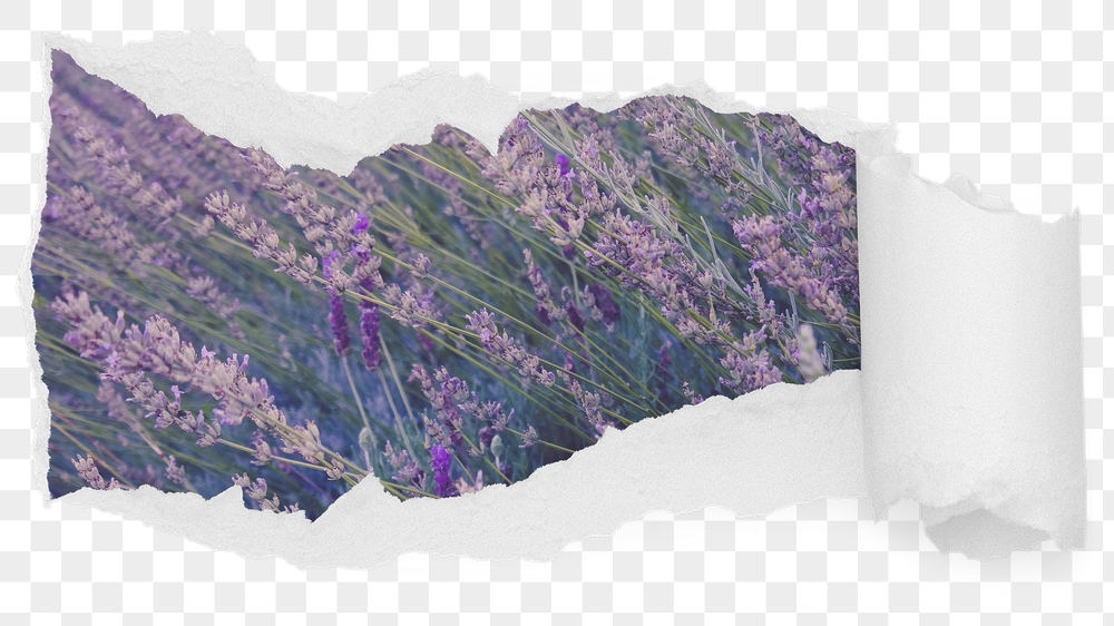 Lavender flower png field ripped | Free PNG - rawpixel