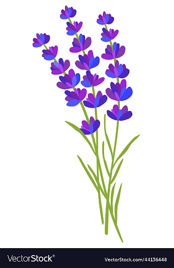 lavender flowers isolated