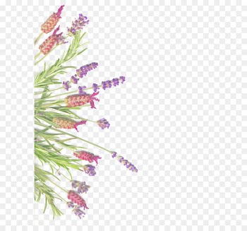 Lavender Herb Rosemary Common sage - Lavender and rosemary isolated on white 