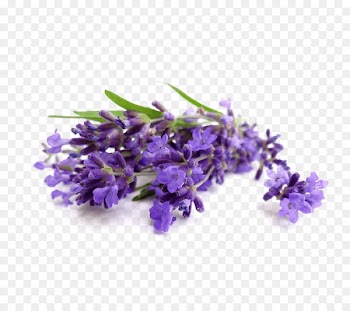 Lavender oil Essential oil Cananga odorata Perfume - lavender 