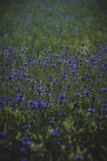 Lavender Plant Field