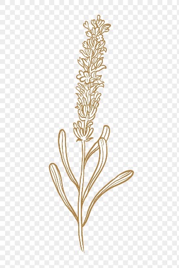Lavender png flower collage element, | Free PNG Sticker - rawpixel