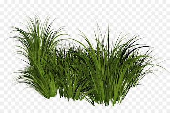 Lawn Computer Icons Clip art - bushes 
