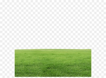 Lawn - Grass 