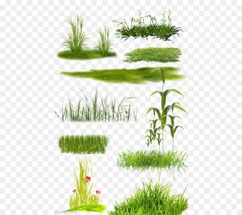 Lawn - Grassland Collection 