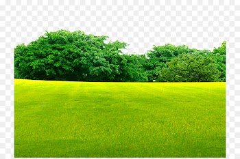 Lawn Grassland - Woods on the grass 