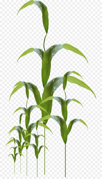 Lawn Image Portable Network Graphics Clip art Design - epiphyte 
