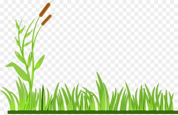 Lawn, Lawn Mowers, Drawing, Grass, Green PNG
