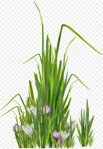 Lawn Meadow Clip art - grass 