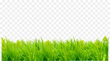 Lawn, Royaltyfree, Photography, Grass, Green PNG