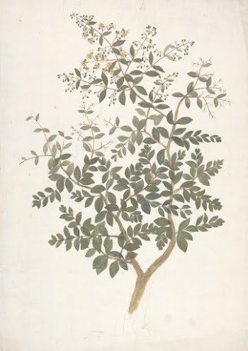 Lawsonia inermis  L. (Henna): | Free Photo - rawpixel