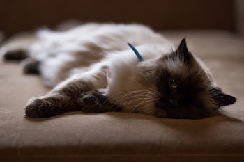 Lazy cat