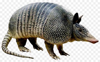 Le Debemos Preguntar Al Armadillo Big Book Manis Armadillos Lion -  