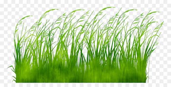 Le Jardinage facile Gardening Ornamental grass Gardener Switchgrass -  