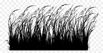 Le Jardinage facile Ornamental grass Switchgrass Gardening Winter -  