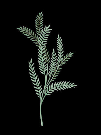 leaf