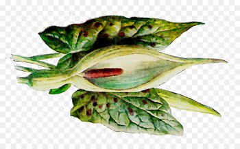 Leaf -  