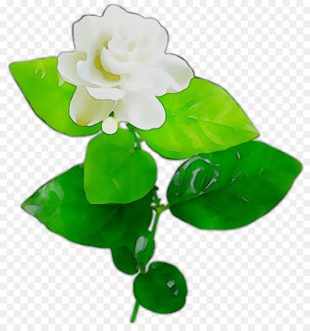Leaf -  