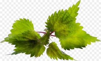 Leaf -  