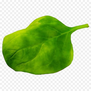 Leaf -  