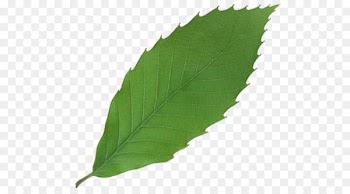 Leaf 3D computer graphics - An apple leaf 