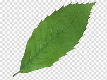 Leaf 3D computer graphics, An apple leaf transparent background PNG clipart