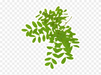 Leaf Acacia Dealbata Gum Arabic Tree Plant - Wattles