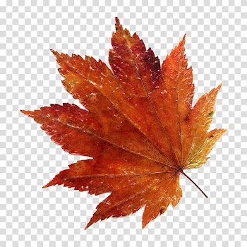 Leaf Acer japonicum Acer shirasawanum Autumn, Leaf transparent background PNG clipart