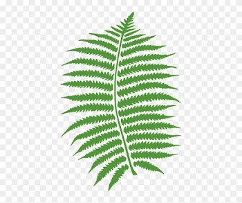 Leaf And Acorns Free Fern - Fern Tree Clip Art