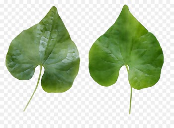 Leaf, Annual Plant, Plants, Plant PNG