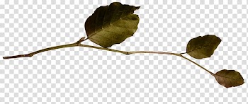 Leaf Anthology montage, J transparent background PNG clipart