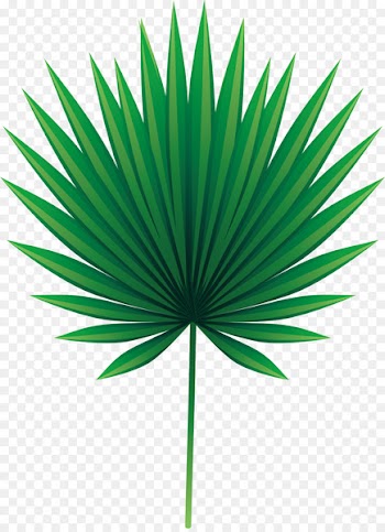Leaf Arecaceae Asian palmyra palm Euclidean vector - Green palm leaves 