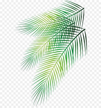 Leaf Arecaceae Date palm - Vector hand-painted palm leaf 