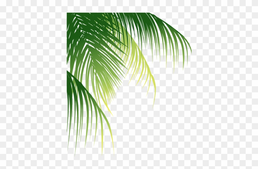 Leaf Arecaceae Euclidean Vector Coconut - Coconut Leaves Png