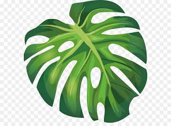 Leaf Arecaceae Euclidean vector Illustration - Green summer banana leaves 