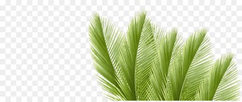 Leaf Arecaceae Palm branch Coconut water - palm leaf 